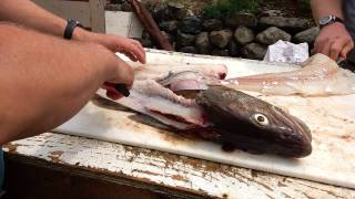 How to fillet a cod fish [upl. by Raff]