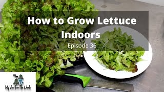 How to Grow Lettuce Indoors All Year Long [upl. by Lynnea]