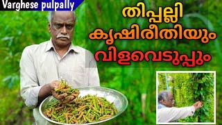 തിപ്പല്ലി കൃഷി  Thippali Krishi Malayalam  Thippali Plant Malayalam  Thippali Uses In Malayalam [upl. by Nichola]