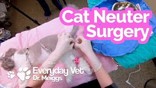 Cat Neuter Surgery  A walkthrough of the surgical procedure [upl. by Rondon258]