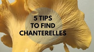 5 Tips to Find Chanterelles [upl. by Jasun]