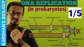 DNA REPLICATION in prokaryotes in HINDI 15 [upl. by Anaujat462]