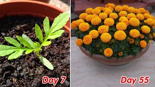 How to grow marigold  Tagetes in pots at home full update [upl. by Berget]