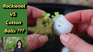 Germinating Seeds on Cotton Balls an alternative to rockwool for hydroponic growing Kratky too [upl. by Myrlene809]