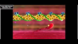 Muscle Physiology Troponin Tropomyosin and Myosin CrossBridge Cycle [upl. by Anor159]