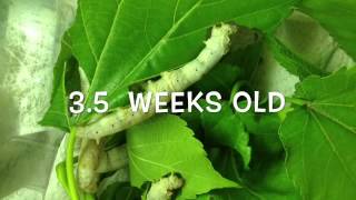 Silkworm lifecycle worm to cocoon [upl. by Tigram10]