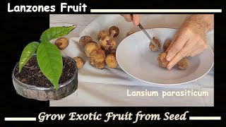 How to Grow Lanzones Seeds aka Longkong or Langsat [upl. by Nenerb968]