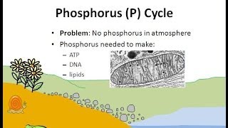 The Phosphorus Cycle [upl. by Resneps]