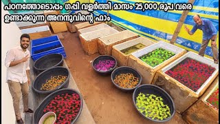 ഗപ്പികളെ വിറ്റ് മാസം 25 K ഉണ്ടാക്കുന്ന Guppy Hugz ഫാം  Guppy Hugz Ernakulam [upl. by Akimihs]