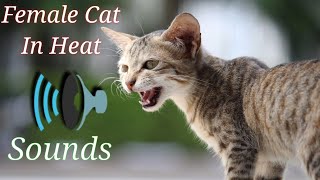 Female Cat In Heat Sounds  Female Cat In Heat Meowing Cat Mating Call Sound EffectHorny Cat Voice [upl. by Kcirdde]