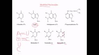 Modified nucleosides in RNA [upl. by Hasty]