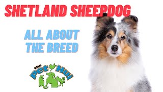 All About Dog Breed Shetland Sheepdog [upl. by Llerahs]