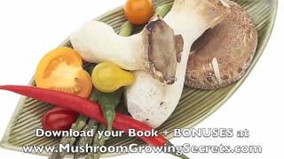 How to Grow your Own Chanterelle Mushrooms at Home [upl. by Teerprug]