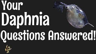 Daphnia Questions Answered [upl. by Llorre693]