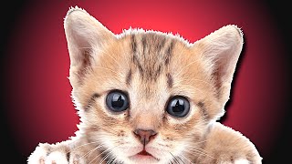 Baby Kitten Meowing  Cute Kittens [upl. by Nosyarg]