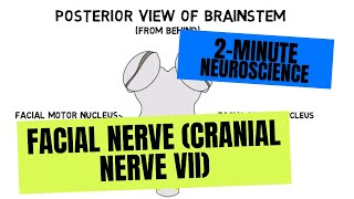 2Minute Neuroscience Facial Nerve Cranial Nerve VII [upl. by Marduk]