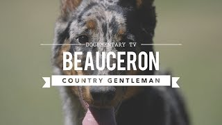 ALL ABOUT BEAUCERON THE COUNTRY GENTLEMAN [upl. by Yetta]