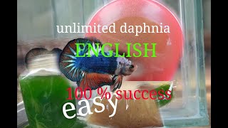 daphnia moina culture Easy way Unlimited production English  with sub Green water Chlorella [upl. by Epuladaugairam]