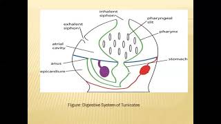 Subphylum Urochordata Tunicates [upl. by Goldberg]