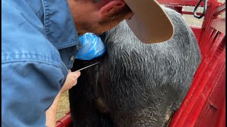 AI 101 How to Artificially Inseminate Cattle [upl. by Inafit]