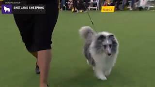 Shetland Sheepdogs  Breed Judging 2020 [upl. by Wichman]