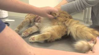 Differences Between Neutered amp UnNeutered Cats  General Cat Health [upl. by Annetta]