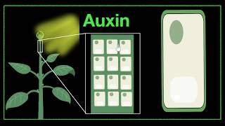 Major plant hormones amp how to remember  Control amp Coordination  Biology  Khan Academy [upl. by Erdne]