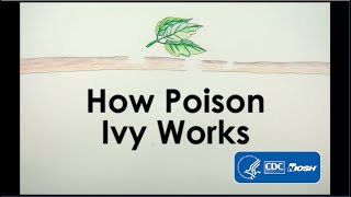 How Poison Ivy Works [upl. by Ettenor]