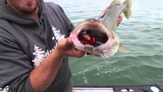 Lake Erie Walleye Fishing with Crankbaits [upl. by Enaerb7]