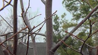 Pruning Young Trees [upl. by Courtland]