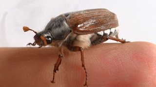 Large cockchafer beetle climbs on my fingers [upl. by Itnaihc439]