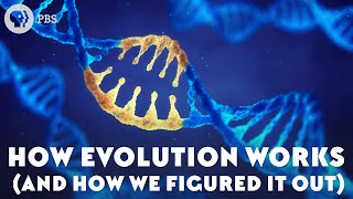 How Evolution Works And How We Figured It Out [upl. by Llerehc791]