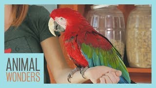 Meet And Greet Scarlet the Green Wing Macaw [upl. by Kellyann986]