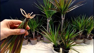 How to grow Dracaena plants from cuttings [upl. by Kerrie]