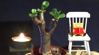 Geldbaum Bonsai schneiden und vermehren Teil 3 [upl. by Reube]