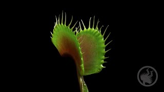 Deadly Plants Killing Bugs  Carnivorous Plant Timelapse [upl. by Sidra]