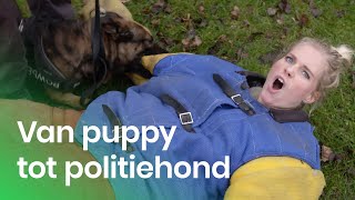 De training van een politiehond  Het Klokhuis [upl. by Elnar]