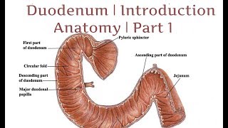 Duodenum  Introduction  Anatomy  Part 1 [upl. by Odlanra276]