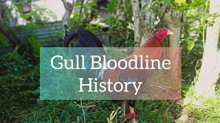 Gull Bloodline History [upl. by Atteloc933]