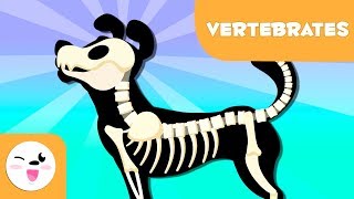 Vertebrate Animals for kids  Introduction [upl. by Gardia]