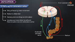 Respiratory system anatomy amp physiology in hindi  Organs  structure  functions [upl. by Avner]