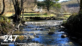 Relaxing Nature Sounds With Gentle Piano Music  River Birds Singing [upl. by Yerkovich642]