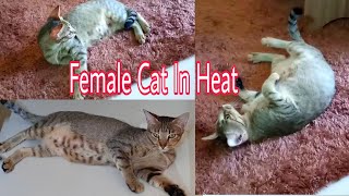 Female Cat In Heat What to do Tips For You [upl. by Houston]