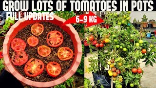 How To Grow Tomatoes At Home SEED TO HARVEST [upl. by Stiruc]