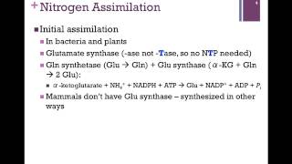 133Nitrogen Assimilation [upl. by Baldwin]