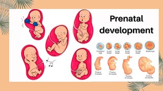 Prenatal development  Stages of prenatal development [upl. by Stuppy33]