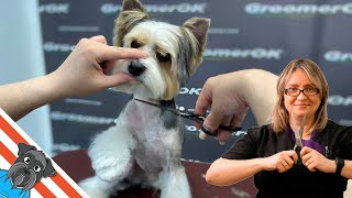 Biewer yorkshire grooming  How to groom a biewer yorkie [upl. by Werra]