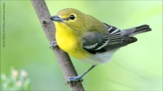 Yellowthroated Vireo Song [upl. by Adliwa542]