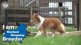 I am a Shetland Sheepdog breeder [upl. by Acsot50]