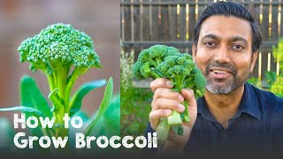 How to Grow Broccoli  Complete Guide from Seed to Harvest [upl. by Bosch]